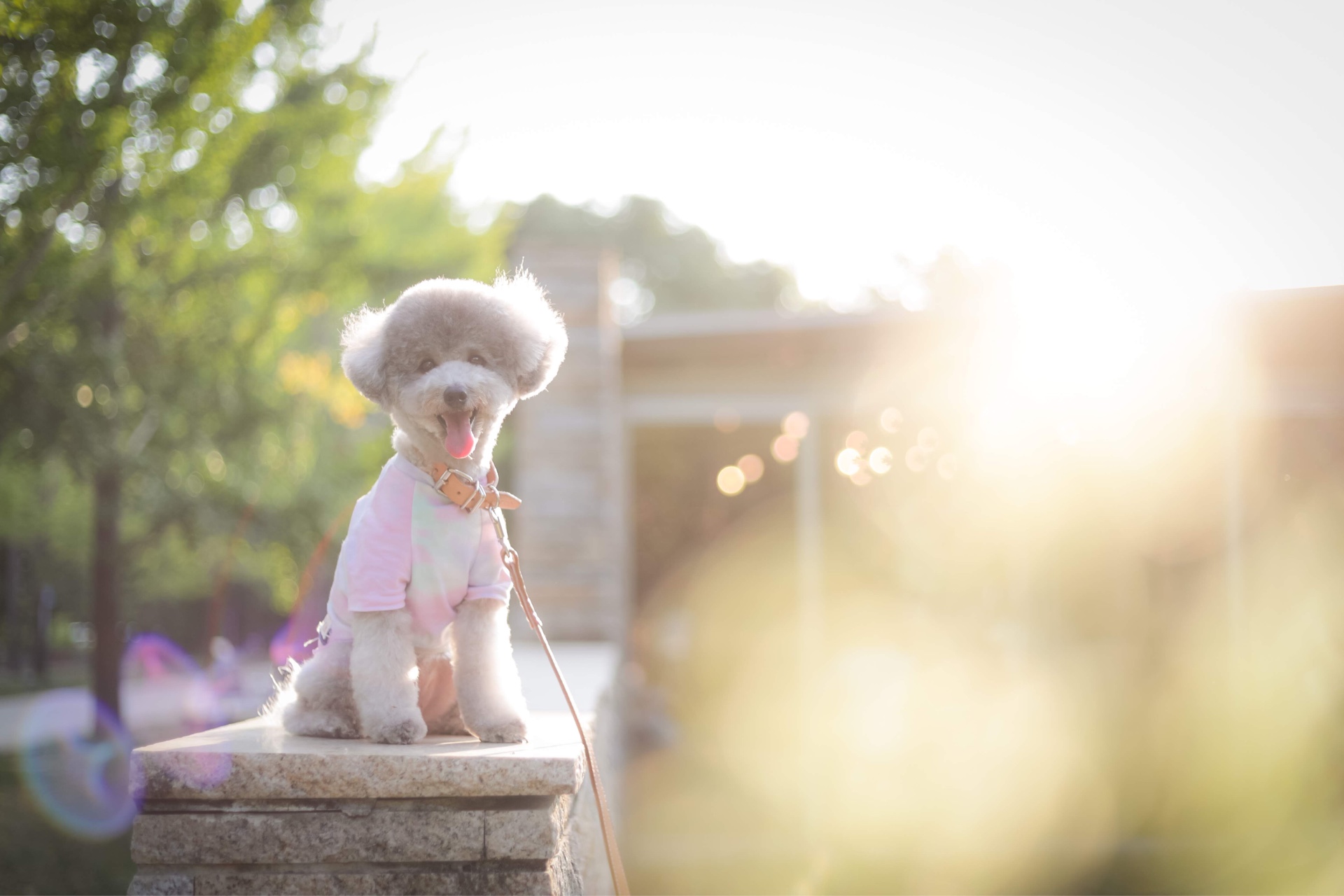 夕方の公園で服を着て座る看板犬コロン(トイプードル)|PhotoStudio One-fr のロケーション撮影
