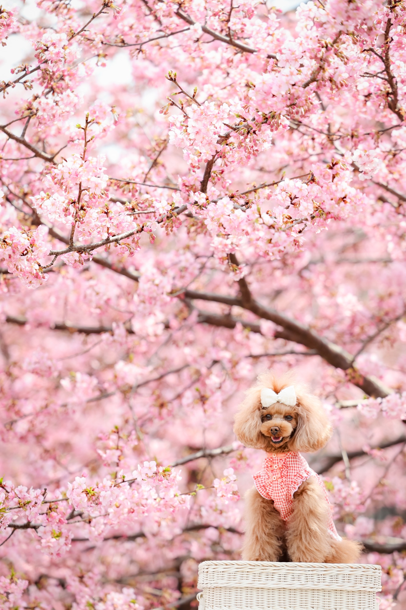 満開の桜の下で撮影したトイプードル｜ロケーション撮影