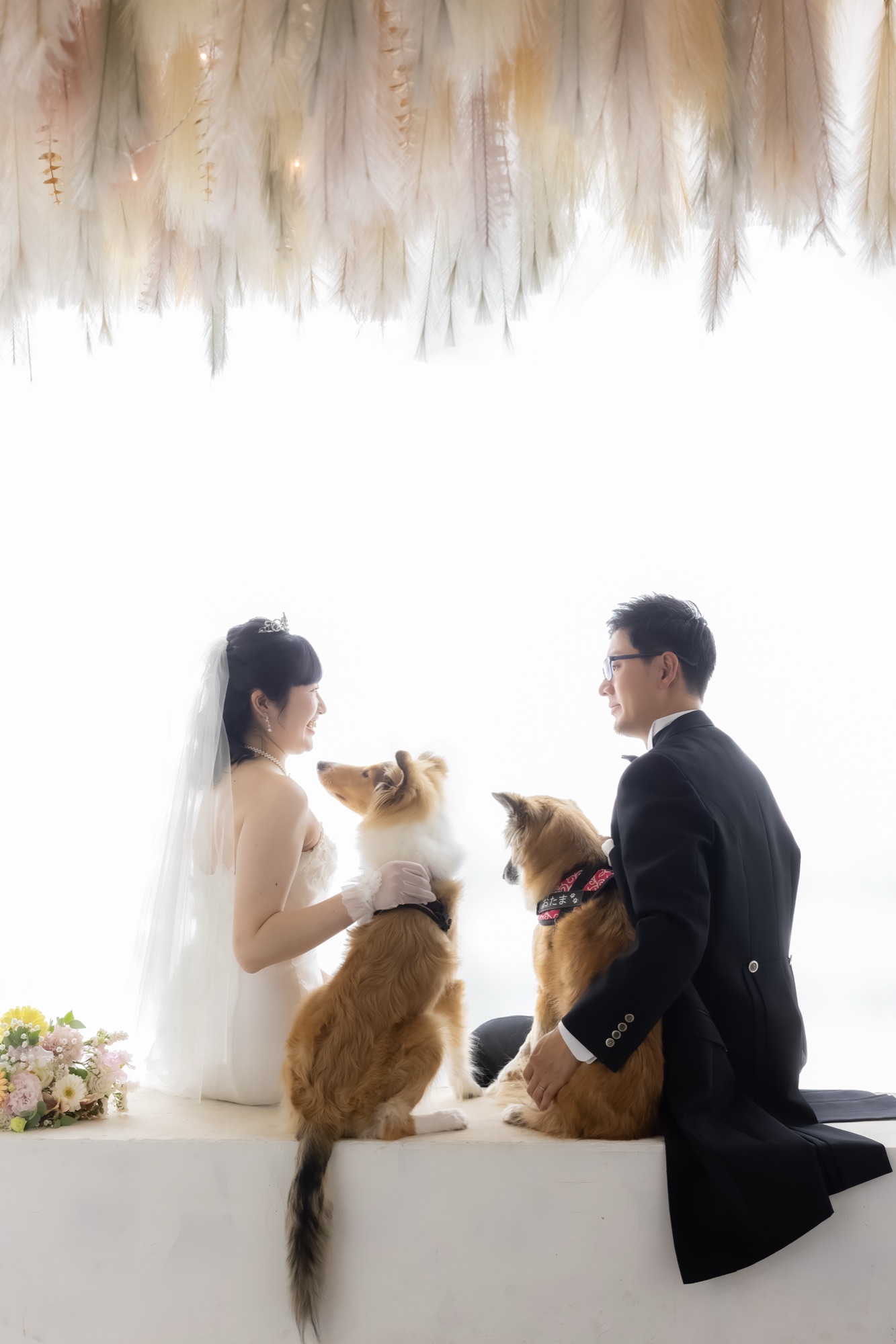 ウェディングドレスとタキシードの新郎新婦が2匹の愛犬と向き合うブライダル前撮り
