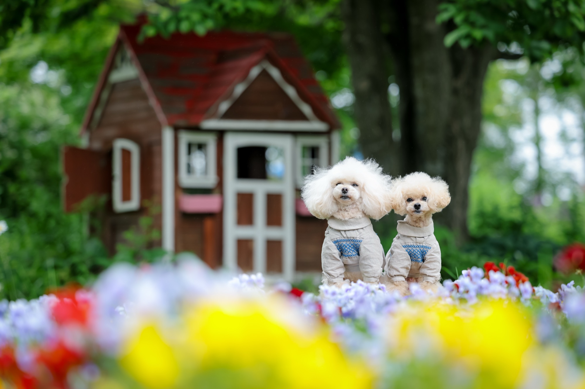 花畑と小屋の前に並んで座る2匹のトイプードル｜ロケーションフォトレッスン