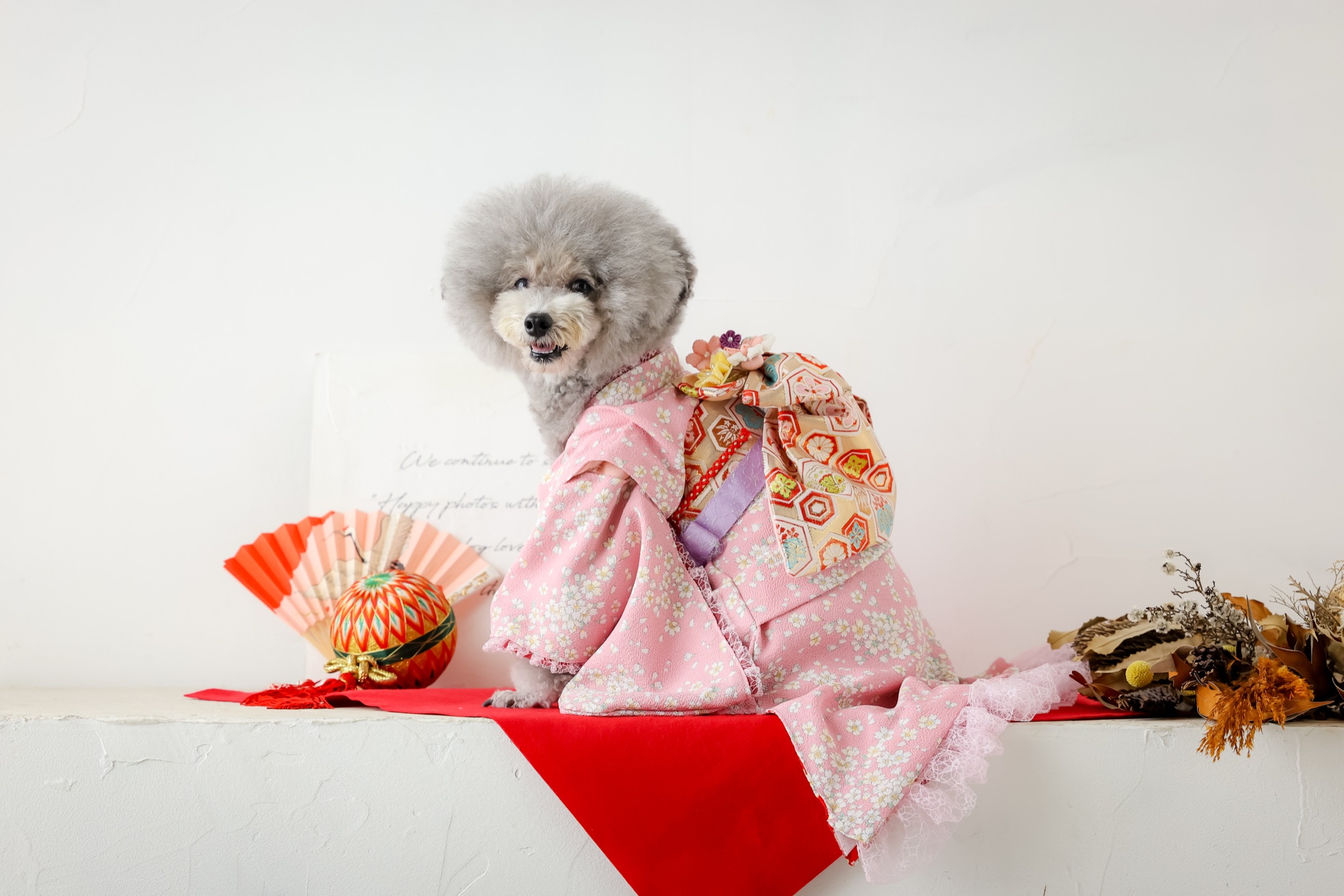 着物姿のシニア犬（トイプードル）の記念写真